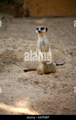 Erdmännchen auf Watch im Taronga Zoo in Sydney, Australien Stockfoto