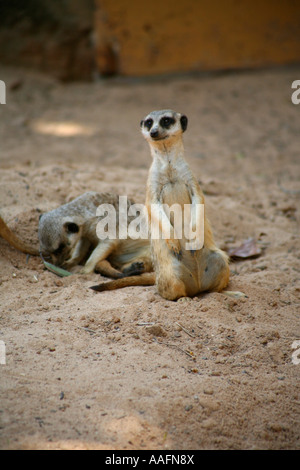 Erdmännchen auf Watch im Taronga Zoo in Sydney, Australien Stockfoto