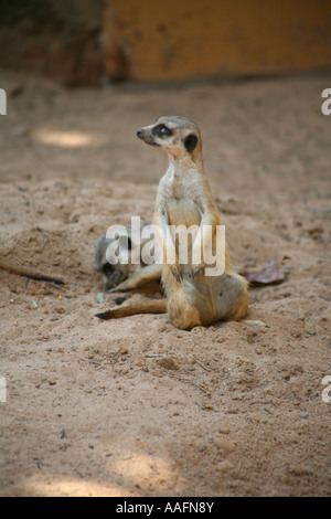 Erdmännchen auf Watch im Taronga Zoo in Sydney, Australien Stockfoto