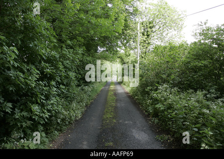 Zugewachsenen Feldweg führt zu Inch Abbey County Down Northern Ireland Stockfoto