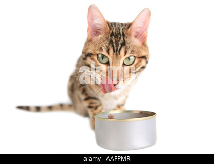 Bengal-Katze essen Stockfoto