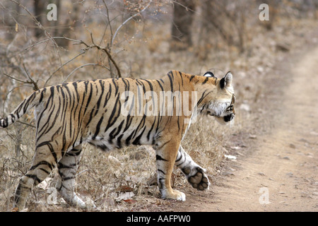 HPA78535 Tiger gehen auf Dschungel Straße Ranthambor Wildlife Sanctuary Rajasthan Indien Stockfoto