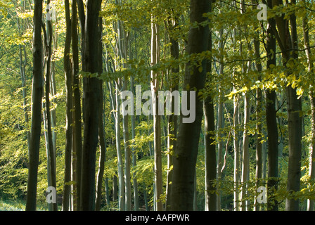 Strand-Baumstämme im Frühling Stockfoto