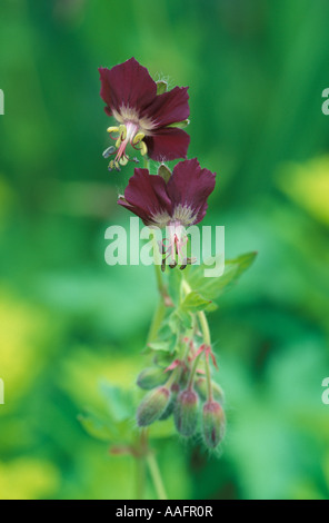 Geranium phaeum Stockfoto