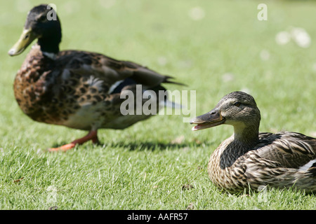 weibliche Stockente Ente Anas Platyrhynchos und Laysan Petrol / im Hintergrund Schloss Espie County Down Northern Ireland Stockfoto