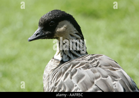 Vom Aussterben bedrohte NeNe Ne Ne hawaiianische Gans Branta Sandvicensis Burg Espie Grafschaft down Northern Irland Stockfoto