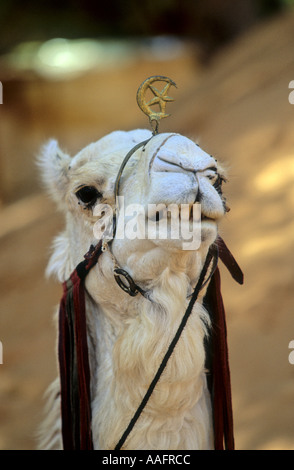 Nahaufnahme von einem Dromedari Kopf auf der Wüste Sahara in Tunesien Stockfoto