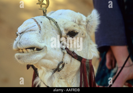 Nahaufnahme von einem Dromedari Kopf auf der Wüste Sahara in Tunesien Stockfoto