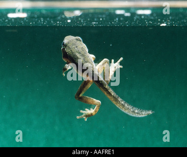 RF-Pacific Chor Frosch Pseudacris Regilla Wechsel von Kaulquappe zu einem Frosch Beine Arme San Francisco Kalifornien, USA Stockfoto