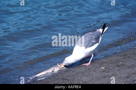 24512 Gull ernährt sich von toten Fischen Möwe Scavenger Lake Merced San Francisco Kalifornien, USA Stockfoto