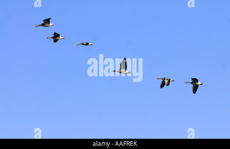 Graugänse fliegen in Gloucestershire, England Stockfoto