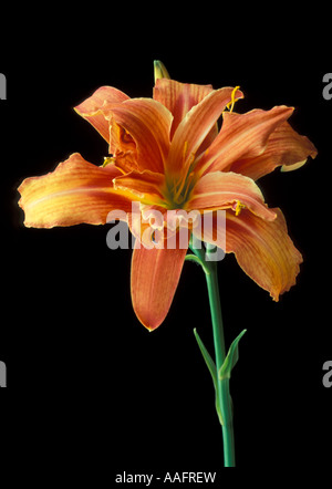 Hemerocallis Fulva Kwanso Flore Plena Stockfoto