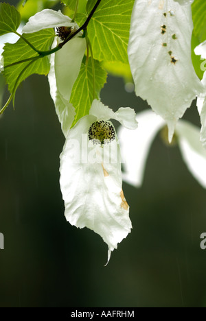 Taschentuch Baum Blumen am Queenswood in Herefordshire Stockfoto