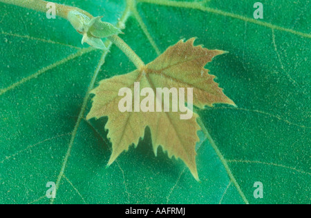 Platanus x acerifolia Stockfoto