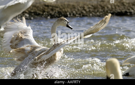 Juvenile Höckerschwan Verbreitung Flügel in Gloucestershire, England Stockfoto