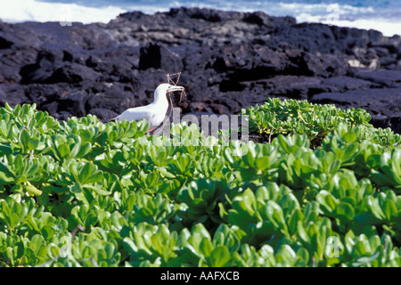 Red footed Booby Sula Sula Rubripes sammeln Nistmaterial Stockfoto