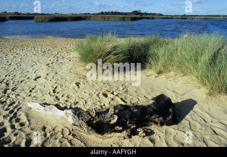 Benacre breit in der Nähe von Covehithe in Suffolk Uk Stockfoto