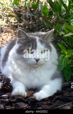 Langhaarige graue und weiße Hauskatze liegend im freien Stockfoto