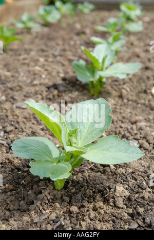 Breit oder Fava Bean Kleinanlagen, verschiedene Bunyards Ausstellung in ein UK-Gemüsegarten. Stockfoto