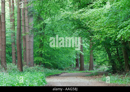 Track through mixed woodland, Netley Heath, North Downs, Surrey England UK Stockfoto