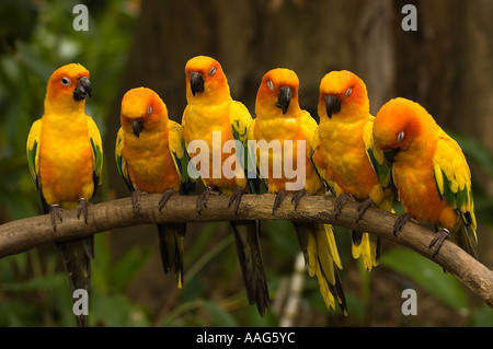 Sun Conure Sittiche, Aratinga Solstitialis, Jurong Bird Park, Singapur. Stockfoto