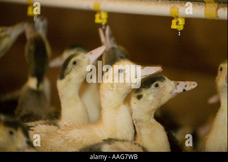 Enten gezüchtet, um Fettleber oder Gänseleber in Upstate New York USA März 2006 nur zur redaktionellen Verwendung produzieren Stockfoto