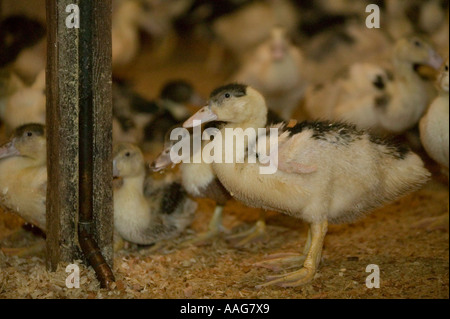 Enten gezüchtet, um Fettleber oder Gänseleber im US-Bundesstaat New York USA März 2006 produzieren Stockfoto