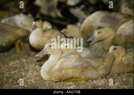 Enten gezüchtet, um Fettleber oder Gänseleber in Upstate New York USA März 2006 nur zur redaktionellen Verwendung produzieren Stockfoto