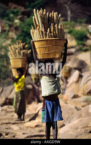 Dogon Kinder - Nombori, zahlt Dogon, MALI Stockfoto