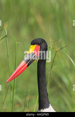 Nahrung Senegalensis, Jagd, Masai Mara, Kenia, Afrika Stockfoto