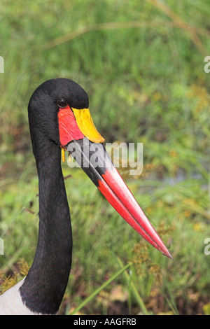 Sattel in Rechnung Storch, Nahrung Senegalensis, Jagd, Masai Mara, Kenia, Afrika. Stockfoto