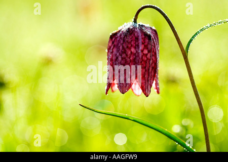 Snakeshead Fritillary(Fritillaria meleagris) Stockfoto