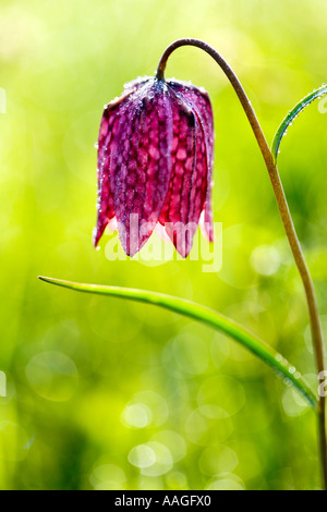 Snakeshead Fritillary(Fritillaria meleagris) Stockfoto