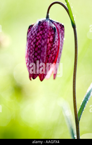 Snakeshead Fritillary(Fritillaria meleagris), Nordwiese, Cricklade, Wiltshire, England. Stockfoto