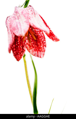 Snakeshead Fritillary(Fritillaria meleagris) Stockfoto