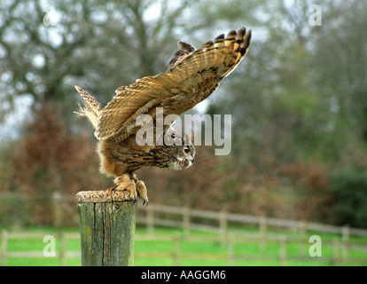 Europäische Uhu (Bubo bubo) aka Uhu nur aus. Stockfoto