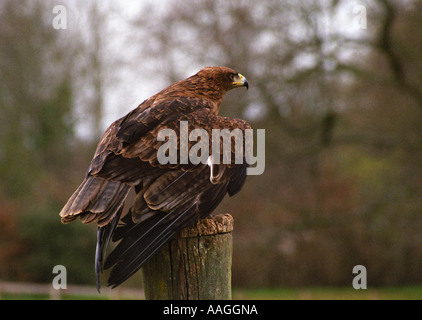 Afrikanische Tawny Eagle - Aquila Rapax Stockfoto