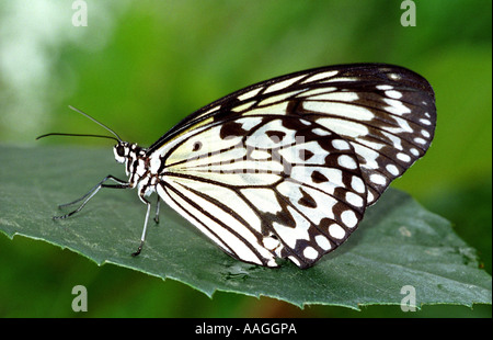 Papier Drachen Schmetterling, andernfalls bekannt als Baum Nymphe - Idee Leauconoe oder großer Baum Nymphe Schmetterling. Stockfoto