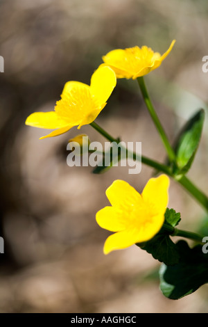 Sumpfdotterblumen (Caltha Palustris) Hahnenfuß Stockfoto