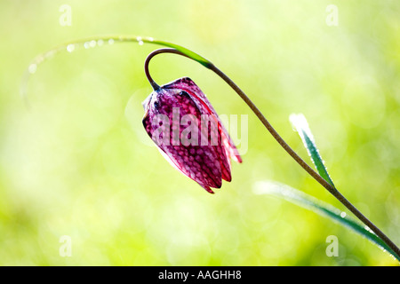 Snakeshead Fritillary(Fritillaria meleagris), Nordwiese, Cricklade, Wiltshire, England Stockfoto