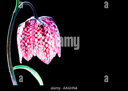 Snakeshead Fritillary(Fritillaria meleagris) Stockfoto