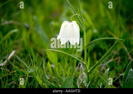 Weiße Snakeshead Fritillary(Fritillaria meleagris), Nordwiese, Cricklade, Wiltshire, England. Stockfoto