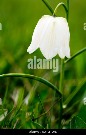 Weiße Snakeshead Fritillary(Fritillaria meleagris) Stockfoto