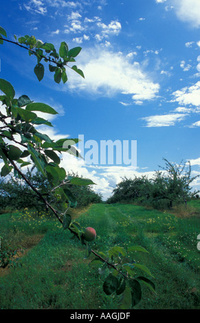 Neue Gloucester ME die Apfelplantage am Sabbathday Lake Shaker Village Stockfoto