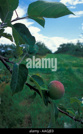 Neue Gloucester ME hängt ein Apfel von einem Baum in die Apfelplantage am Sabbathday Lake Shaker Village Stockfoto