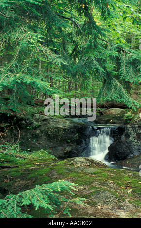 Neue Gloucester mir umrahmt ein kleiner Wasserfall von Hemlock Bäume im Wald hinter der Sabbathday Lake Shaker Village Stockfoto