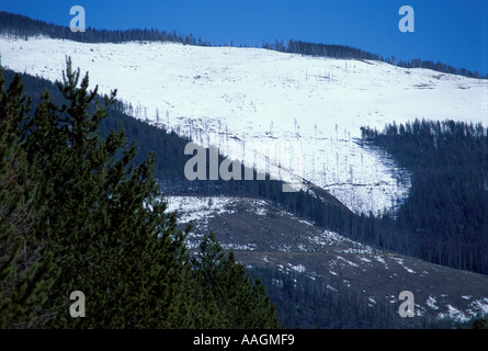 Yaak Tal MT Kahlschlägen in Montana s Kootenai National Forest Stockfoto