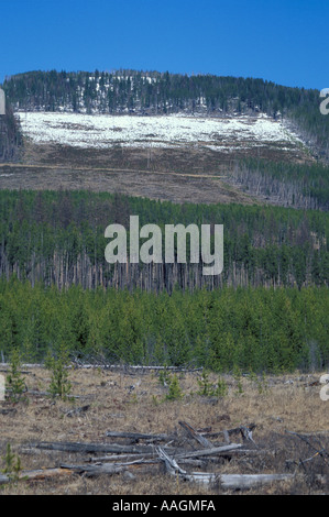 Yaak Tal MT Kahlschlägen in Montana s Kootenai National Forest Stockfoto