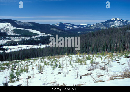 Yaak Tal MT Kahlschlägen in Montana s Kootenai National Forest Stockfoto