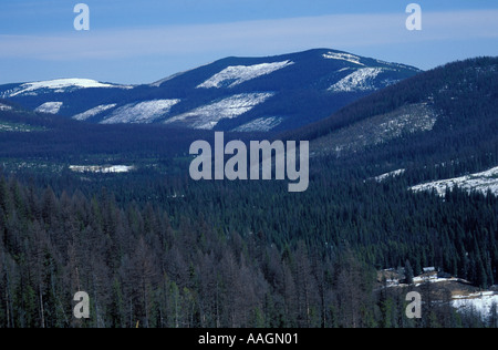 Yaak Tal MT Kahlschlägen in Montana s Kootenai National Forest Stockfoto